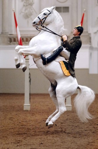 lipizzaner stallion vienna